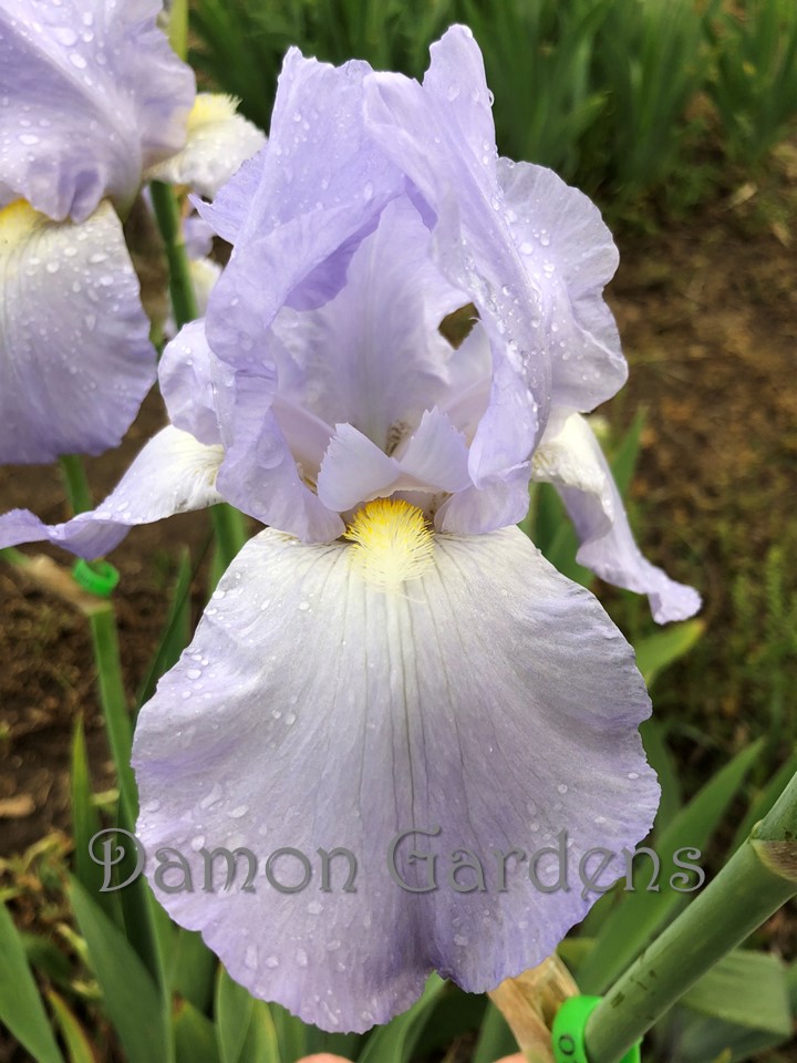 Iris Blue Sapphire